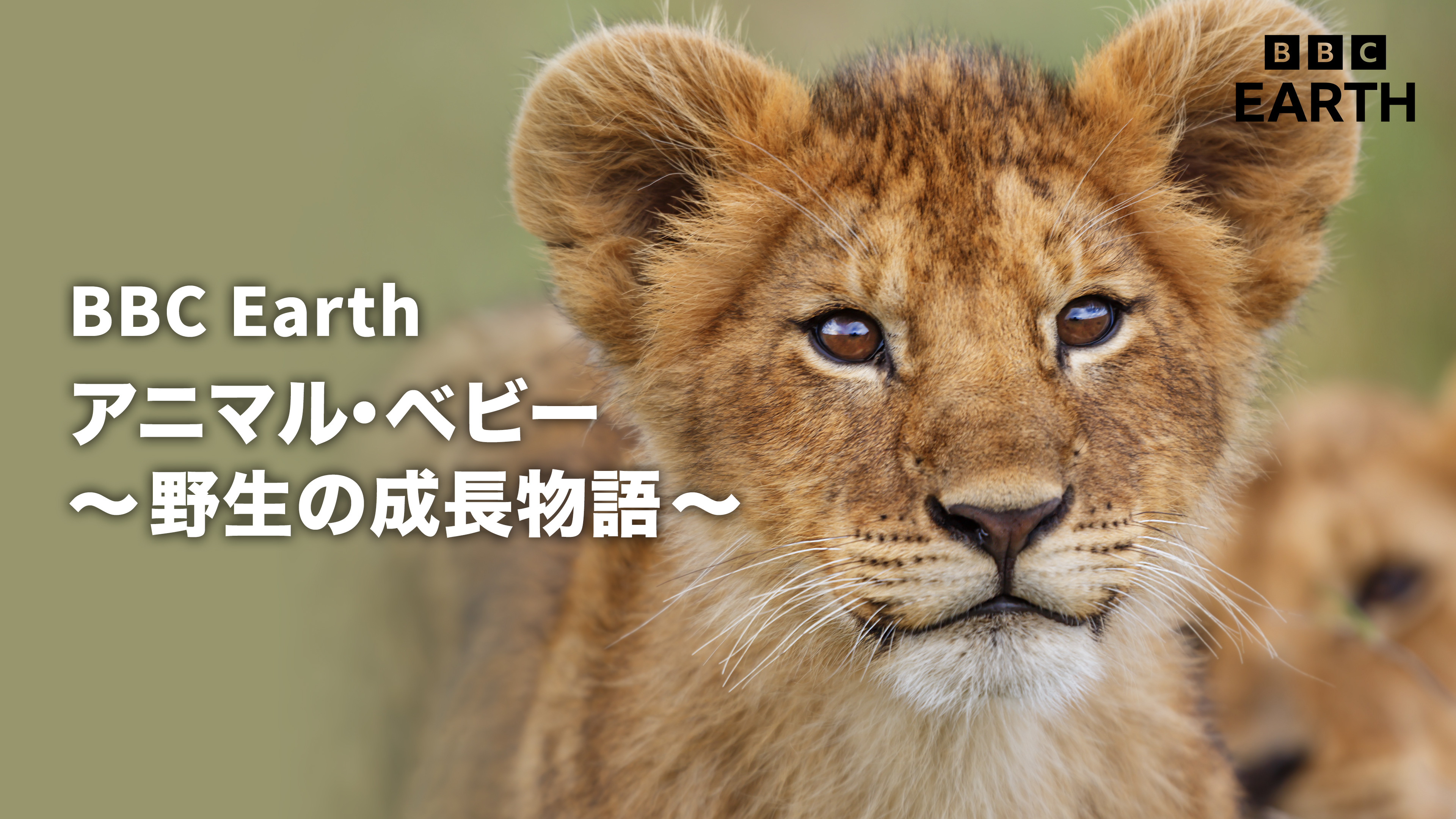 BBC Earth アニマル・ベビー～野生の成長物語～ エピソード