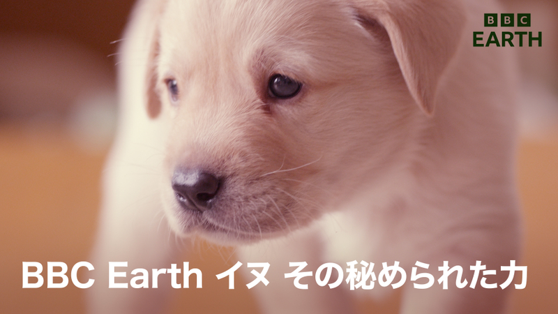 BBC Earth イヌ その秘められた力 | WOWOWオンデマンドで見る