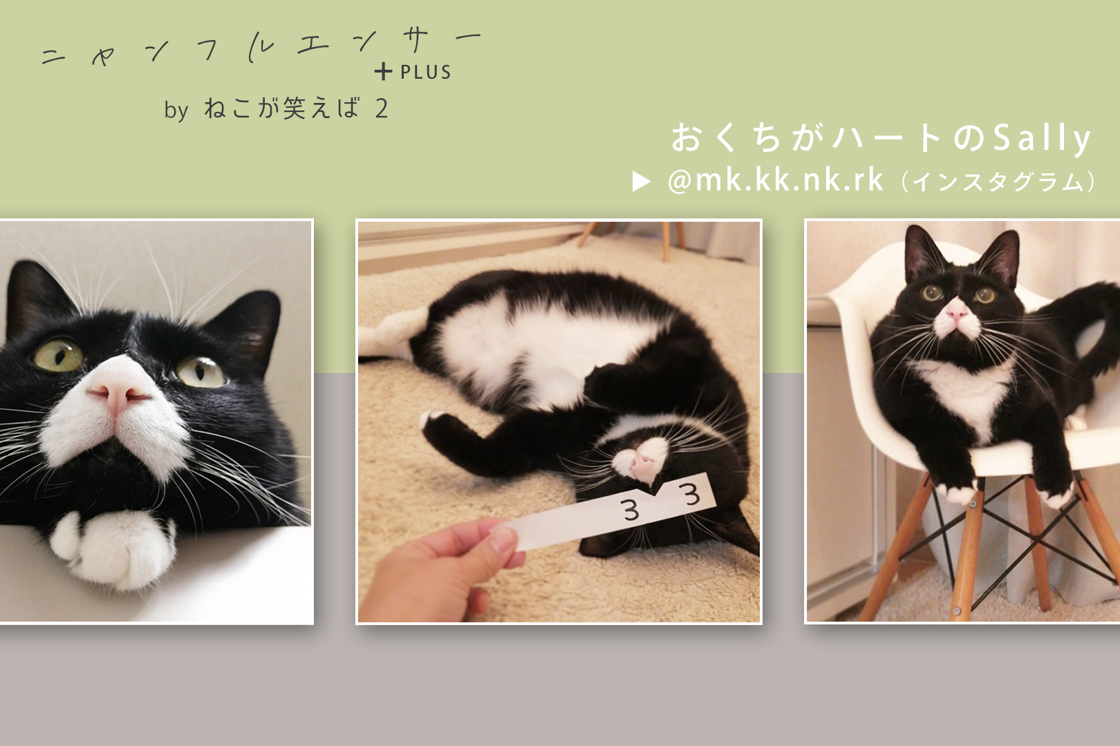 楽天市場】ねこに転生したおじさん ダイカットポストカード プン